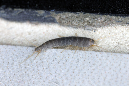 Silverfish, Lepisma saccharina on the floor in the bathroom lined with ceramic tiles. On the grout between the tiles.