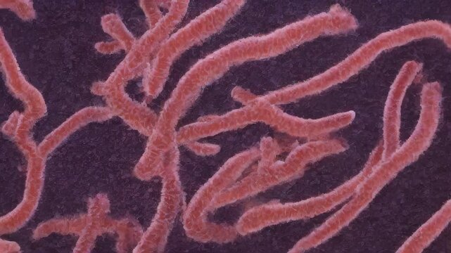 Vibrio cholerae demonstration of the characteristic curved shape of the bacterium that causes cholera. Generative AI