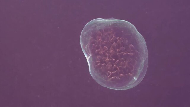 Streptococcus pneumoniae : picture a pair or chain of these Gram-positive bacteria. Generative AI.