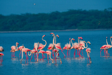 flamingos in the lake