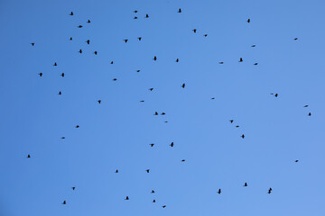 Birds in flight on a clear blue sky background, far away view. 