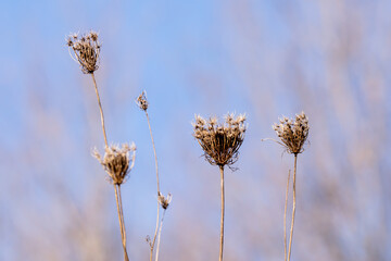 Dry Queen Anne's Lace seed heads on the background of the blue sky in autumn.