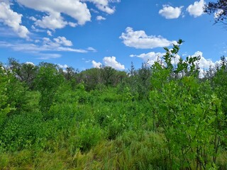 Obraz premium trees and blue sky