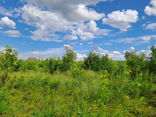 Obraz premium landscape with trees and clouds