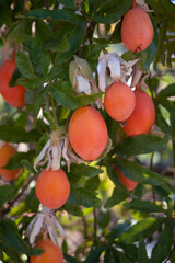 beautiful video of ripe fruits hanging on trees in a Mediterranean orchard in Sardinia, capturing the vibrant colors and lush greenery. Ideal for content related to agriculture