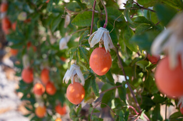 beautiful video of ripe fruits hanging on trees in a Mediterranean orchard in Sardinia, capturing...
