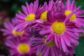 Obraz premium Herbstzeit im Garten