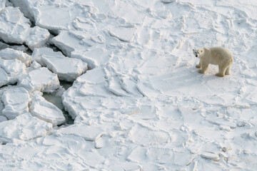 Aerial view of a solitary polar bear waiting for the ice to freeze in Wapusk national park, Churchill Canada