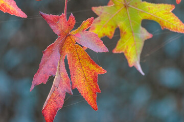 herbstzeit im garten 