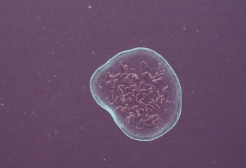 Streptococcus pneumoniae : picture a pair or chain of these Gram-positive bacteria. Generative AI.