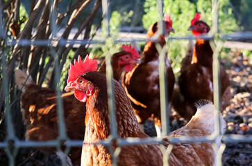 Gallinas caminando libres por el gallinero © Sonia