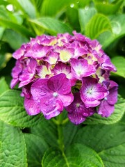 Hortensia mojada con gotas de agua de lluvia
