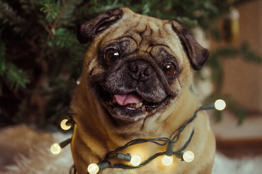Happy holiday pug, smiling with Christmas lights
