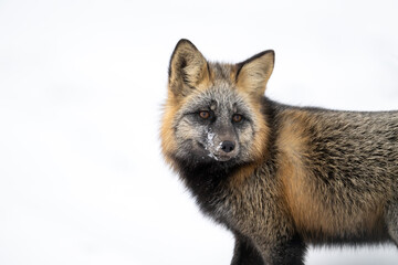Obraz premium Cross fox in the snow near Churchill Manitoba