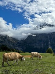 Naklejka premium Amazing view of Switzerland Grindelwald. Cows grazing the green fields at the mountains, blue skies nice clouds. 