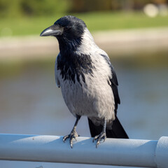Fototapeta premium portrait of a sitting crow in park