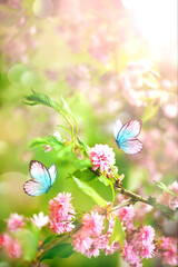 Branch of blossoming sakura cherry on spring background, fluttering blue butterfly in spring on nature outdoors.