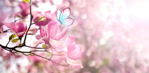 Blooming pink magnolia flowers and fluttering butterfly on spring background.