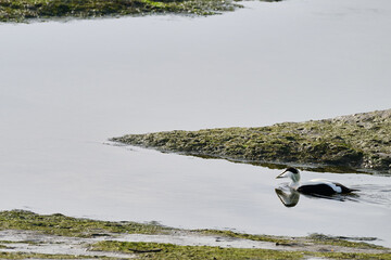 Common eider, Somateria mollissima at Victoria and Joyel marshes, Cantabria, Spain