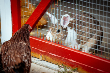 Huhn und Kaninchen begegnen sich