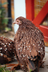 Federfüßiges Zwerghuhn - rot mit weißen Tupfen