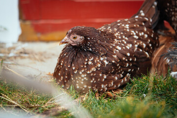 Federfüßiges Zwerghuhn - rot mit weißen Tupfen