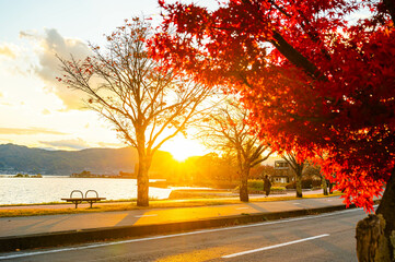 秋の夕日に照らされる紅葉　諏訪器