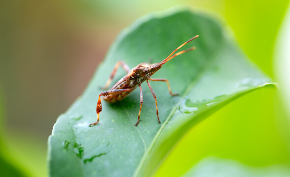 Western conifer seed bug &ldquo;WCSB&ldquo; (Leptoglossus occidentalis), is a species of true bug (Hemiptera) in the family Coreidae. Macro close up of invasive brownish insect on a green leaf in a german garden.