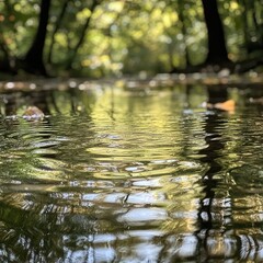 Ripples in a Forest Stream Reflecting Sunlight Through Tree Canopies