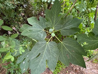 Branch of fig tree with unripe green fig fruits. Young fruit on the branch. Close-up of fig tree branches with fresh green leaves and unripe figs. Unripe fig tree branch.