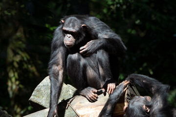 a chimpanzee sitting on a tree log