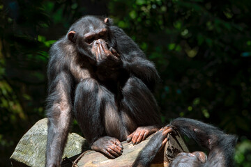 a chimpanzee sitting on a tree log