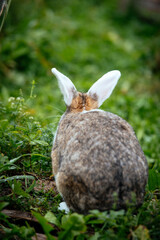 Zwergkaninchen von hinten sitzend