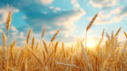 Fototapeta premium Golden wheat field under bright sky at sunset, evoking tranquility and abundance
