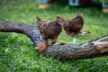 Federfüßige Zwerghühner - rot mit weißen Tupfen