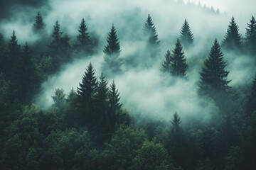 Fototapeta premium Foggy forest landscape.
