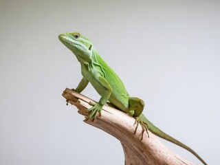 Fototapeta premium Vibrant Green Lizard Perched on a Branch: A Close-Up Shot of Nature's Beauty with Soft Lighting