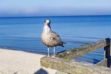 Möwe beobachtet Passanten von der Seebrücke aus