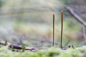 Two Macrotyphula fistulosa, also called blunt tube club or high tube club, is a relatively rare...