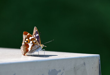 Ein Schmetterling ist auf einer Metalloberfläche gelandet und hat eine eingerollte Zunge