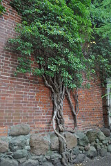 brick wall with ivy