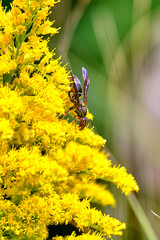 Northern paper wasp on a goldenrod plant