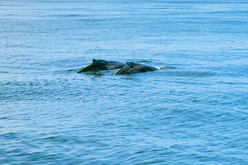Fototapeta premium A pair of humpback whales swim side by side