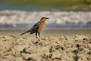 A female boat tailed grackle on the beach in Myrtle Beach South Carolina USA