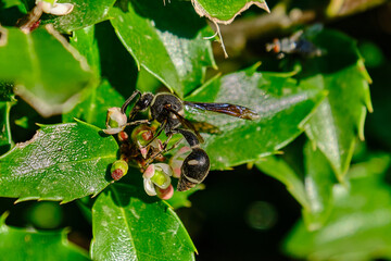 Fraternal potter wasp on a holly bush