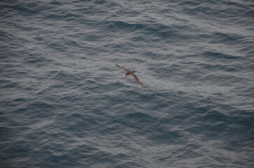 bird flying over water
