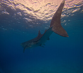 In Oslob, Philippines, swim alongside gentle giant whale sharks in crystal-clear waters. Known for...
