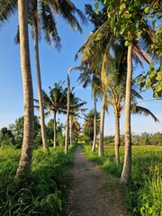 Obraz premium A road with rows of palm trees