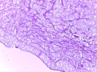 Microscopic View of Stained Tissue Section