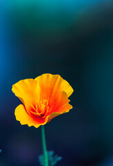 Vibrant yellow orange color Californian poppy, the seasonal winter flower in India blooming.